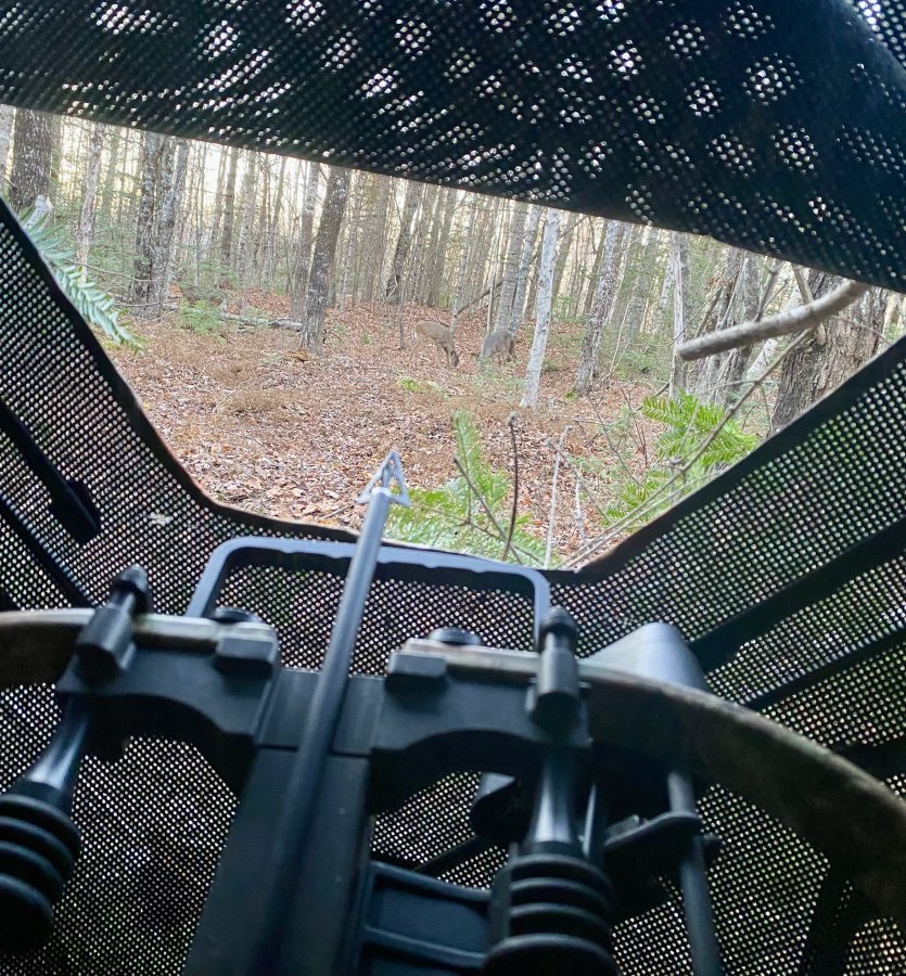 deerd.jpg