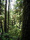 BC-Forest.JPG