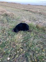 IMG_4239.jpeg