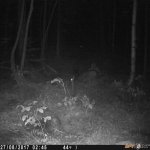 fox fail 2.jpg