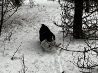IMG_0210.jpeg