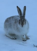 IMG_0034.jpeg