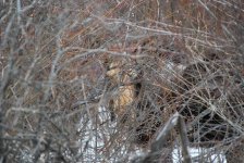 IMG_2730.jpeg