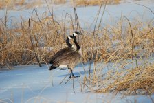 IMG_2793.jpeg
