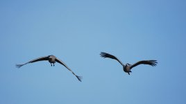 IMG_2784.jpeg