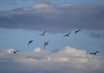IMG_2801.jpeg