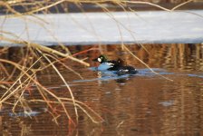 DSC_0110.JPG