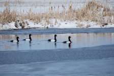 DSC_0011.JPG