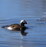 IMG_3069.jpeg