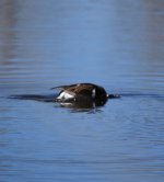IMG_3070.jpeg