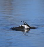 IMG_3068.jpeg