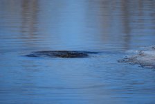 IMG_3071.jpeg