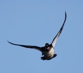 IMG_2999.jpeg