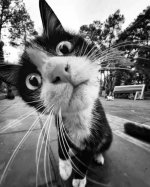 cat.jpg cat.jpg