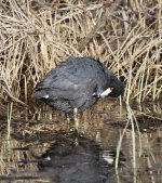 IMG_3490.jpeg