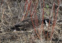IMG_3472.jpeg