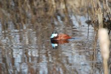 IMG_3466.jpeg