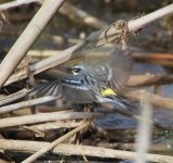 IMG_3464.jpeg
