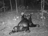 bear.jpg