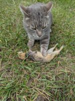 Squeaker 1.jpg