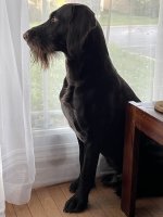 EgonInWindow.jpg