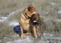IMG_1905a.jpeg