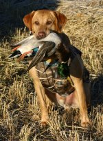 Birdie & Duck.jpeg