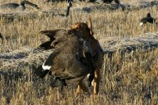 Birdie and Big Goose1.jpeg