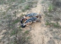 IMG_3231.jpeg