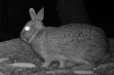 20221221Rabbit.jpg
