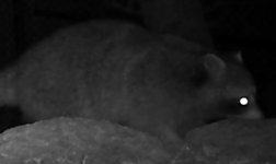 20221221Raccoon.jpg