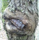 the-erie-forest-of-lost-soldiers-10-photos-9.jpg