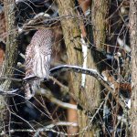 barred owl + red.jpg barred owl + red.jpg