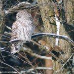 Barred owl & red.jpg Barred owl & red.jpg