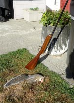 Tree Rat.jpg Tree Rat.jpg