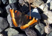 05 Butterfly 3.jpg