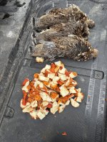 IMG_0063.jpeg