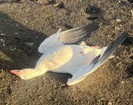IMG_6744.jpeg