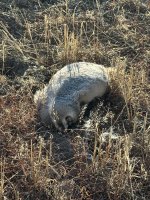 IMG_8253.jpeg