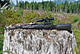 SKS Blackened 1.jpg
