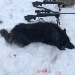 Wolves Howl #2.jpg