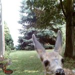 ears.jpg