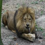 the-very-old-male-lion.jpg