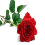 red-rose-wallpaper.jpeg