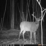 big buck 2018.jpg