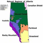 UserFilesImageroyalalbertamuseumca_alberta~boreal~forestsjpg.300.-1.467768930.jpg
