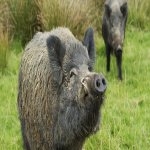 Wild-boar-05.jpg