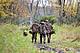 Remington-3chasseurs-chien.jpg