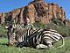 Zebra.jpeg