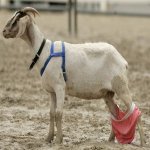 goat.jpg